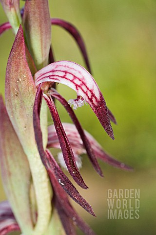 LABELLUM_DETAIL_ON_AUSTRALIAN_PYRORCHIS_NIGRICANS_WILD_ORCHID