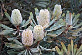 NATIVE WESTERN AUSTRALIAN BANKSIA BURDETTII FLOWER CONES