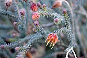 DARWINIA CHAPMANIANA