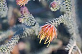 DARWINIA CHAPMANIANA