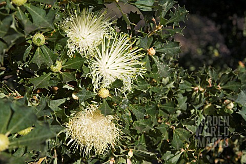 NATIVE_WESTERN_AUSTRALIAN_BANKSIA_SESSILIS_IN_FLOWER_COMMONLY_KNOWN_AS_PARROT_BUSH