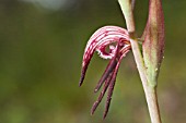 LABELLUM DETAIL ON AUSTRALIAN PYRORCHIS NIGRICANS (RED BEAK) NATIVE ORCHID