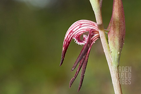 LABELLUM_DETAIL_ON_AUSTRALIAN_PYRORCHIS_NIGRICANS_RED_BEAK_NATIVE_ORCHID