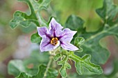 SOLANUM LINNAEANUM