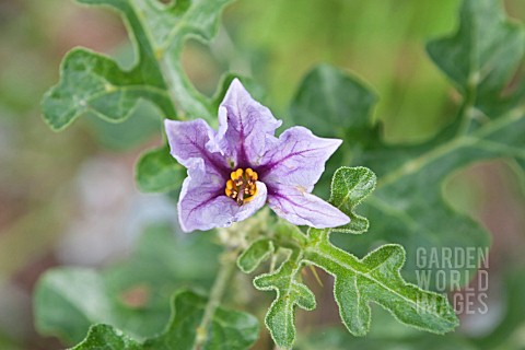 SOLANUM_LINNAEANUM