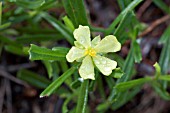 HIBBERTIA RACEMOSA