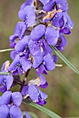 HOVEA TRISPERMA