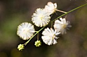 ACACIA WILDENOWIANA