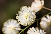 ACACIA WILDENOWIANA