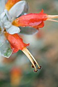 EREMOPHILA PLANT GENUS