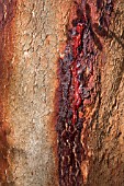 BLEEDING RED GUM FROM A NATIVE WESTERN AUSTRALIAN CORYMBIA CALOPHYLLA TREE. AN IMPORTANT ABORIGINAL ANTISEPTIC AND STOMACH AILMENT CURE