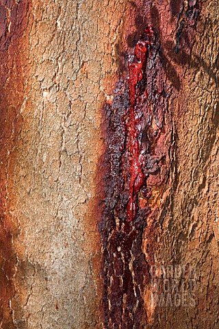 BLEEDING_RED_GUM_FROM_A_NATIVE_WESTERN_AUSTRALIAN_CORYMBIA_CALOPHYLLA_TREE_AN_IMPORTANT_ABORIGINAL_A
