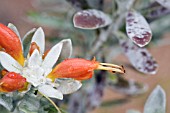 EREMOPHILA PLANT GENUS