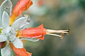 EREMOPHILA PLANT GENUS