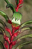 ANIGOZANTHOS MANGLESII, THE OFFICIAL FLORAL EMBLEM OF WESTERN AUSTRALIA