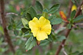 HIBBERTIA CUNEIFORMIS