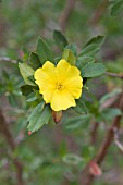 HIBBERTIA CUNEIFORMIS