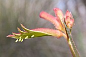 ANIGOZANTHOS HUMILIS REPRODUCTIVE FLOWER PARTS