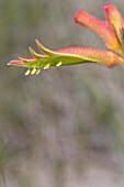 ANIGOZANTHOS HUMILIS REPRODUCTIVE FLOWER PARTS