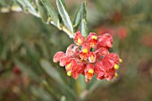 NATIVE WESTERN AUSTRALIAN GREVILLEA SACCATA IN FLOWER. LISTED AS PRIORITY 4 UNDER WESTERN AUSTRALIAS CODE FOR ENDANGERED AND THREATENED NATIVE FLORA