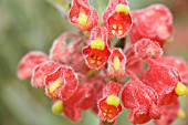 NATIVE WESTERN AUSTRALIAN GREVILLEA SACCATA FLOWERING INFLORESCENCE. A CATEGORY 4 PLANT UNDER WESTERN AUSTRALIAS RARE AND THREATENED NATIVE FLORA SCHEDULE