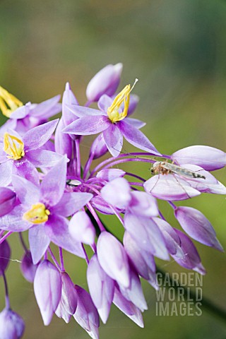 WESTERN_AUSTRALIAN_SOWERBAEA_LAXIFLORA_FLOWER_HEAD