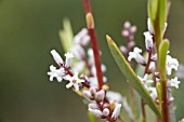 LEUCOPOGON PARVIFLORUS