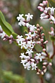 LEUCOPOGON PARVIFLORUS