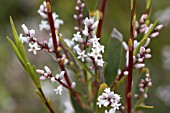 LEUCOPOGON PARVIFLORUS