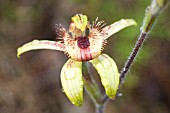 WESTERN AUSTRALIAN BEE OR DANCING (CALADENIA DISCOIDEA) NATIVE ORCHID