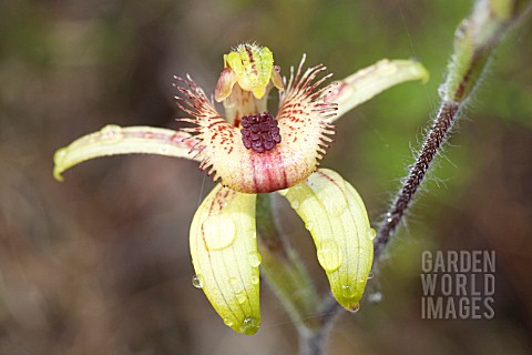 WESTERN_AUSTRALIAN_BEE_OR_DANCING_CALADENIA_DISCOIDEA_NATIVE_ORCHID