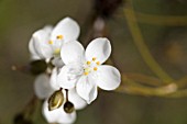 DROSERA MACRANTHA