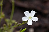 DROSERA FLOWER