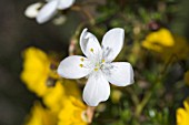 DROSERA MACRANTHA