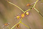 GLANDULAR HAIRS AND ENZYME GLOBULES OF THE INSECTIVOROUS NATIVE WESTERN AUSTRALIAN TWINER, DROSERA MACRANTHA