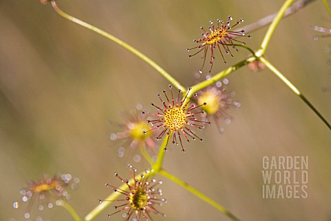 GLANDULAR_HAIRS_AND_ENZYME_GLOBULES_OF_THE_INSECTIVOROUS_NATIVE_WESTERN_AUSTRALIAN_TWINER_DROSERA_MA
