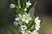 PHYLLANTHUS CALYCINUS