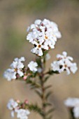 LEUCOPOGON POLYMORPHUS IN FLOWER