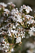 LEUCOPOGON POLYMORPHUS IN FLOWER