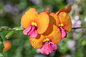 KENNEDIA COCCINEA