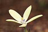 NATIVE WESTERN AUSTRALIAN ORCHID, CYANICULA IXIOIDES. CLASSED AS PRIORITY FOUR UNDER WESTERN AUSTRALIAS CONSERVATION CODE FOR THREATENED AND ENDANGERED NATIVE FLORA