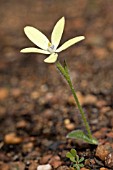 NATIVE WESTERN AUSTRALIAN ORCHID, CYANICULA IXIOIDES. CLASSED AS PRIORITY FOUR UNDER WESTERN AUSTRALIAS CONSERVATION CODE FOR THREATENED AND ENDANGERED NATIVE FLORA