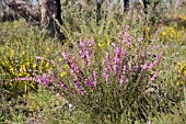 NATIVE WESTERN AUSTRALIAN HYPOCALYMMA ROBUSTUM FLOWERING IN A NATURE RESERVE