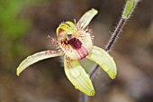 WESTERN AUSTRALIAN BEE OR DANCING (CALADENIA DISCOIDEA) NATIVE ORCHID