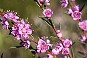 HYPOCALYMMA ROBUSTUM IN FLOWER