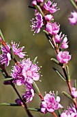 HYPOCALYMMA ROBUSTUM IN FLOWER