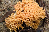 RAMARIA GENUS FUNGI MORE COMMONLY REFERRED TO AS CORAL FUNGI