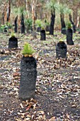 NEW GROWTH SPROUTING FROM THE TOP OF XANTHORRHOEA PREISSII GRASS TREES BURNT AFTER A BUSH FIRE