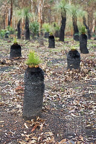 NEW_GROWTH_SPROUTING_FROM_THE_TOP_OF_XANTHORRHOEA_PREISSII_GRASS_TREES_BURNT_AFTER_A_BUSH_FIRE
