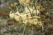 HAKEA RECURVA